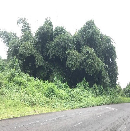 Summit corp bamboo culms