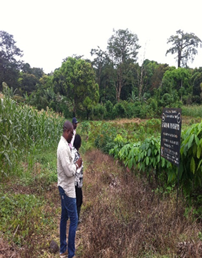 summit corp bamboo plantation