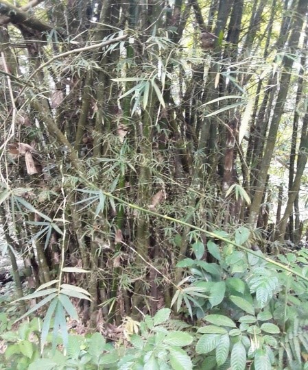 summit corp forest bamboo