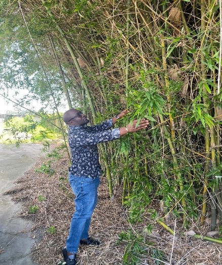 summit_corp bamboo inspection
